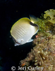 Butterflyfish seemed to be more abundant than usual on th... by Jeri Curley 